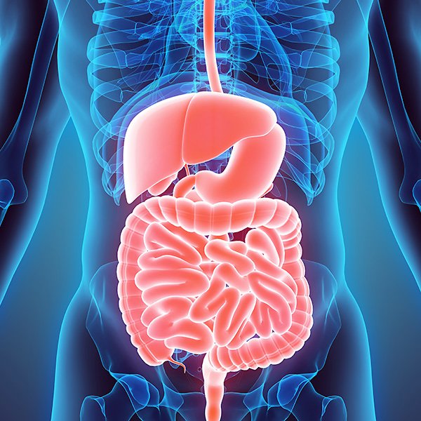 600-digestive