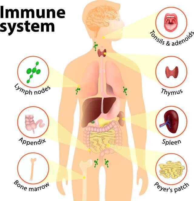 Immune System and Energy