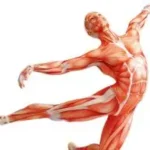 Muscle Health