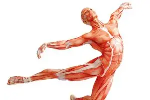 Muscle Health