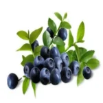 bilberry-extract