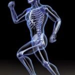 bonejoint